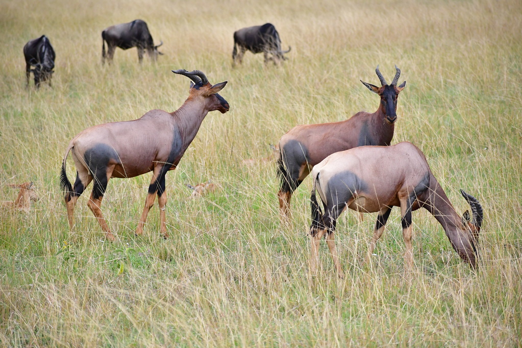 Masai Mara Nat. Reserve